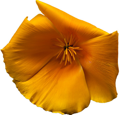 Poppy Play