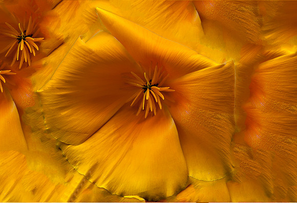 More Poppy Play