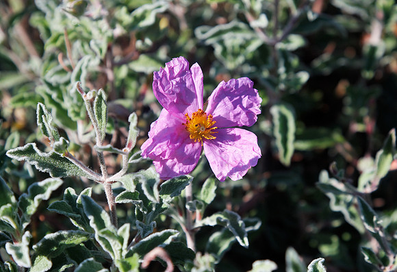 Rock Rose – Cistus