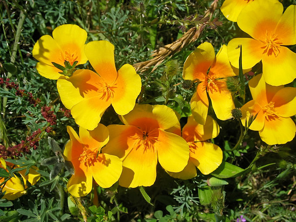 SF Native California Poppy
