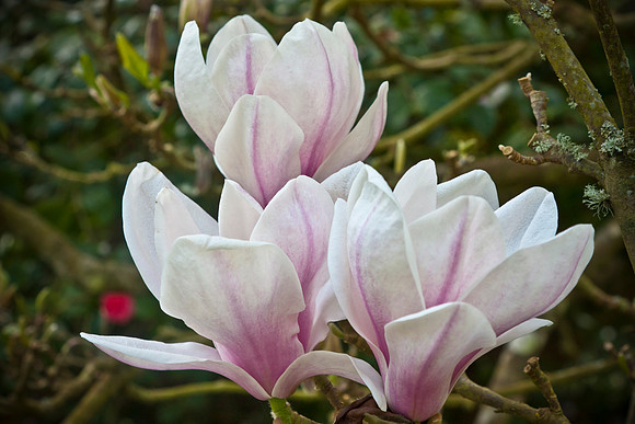 Magnolia