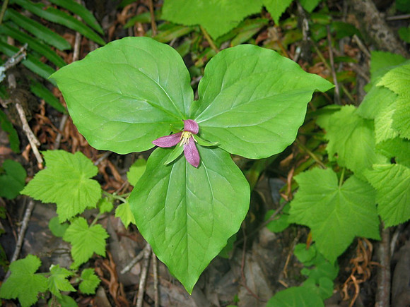 Trillium