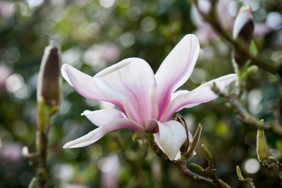 Magnolia