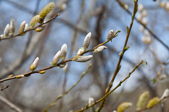 Willow Catkins Too