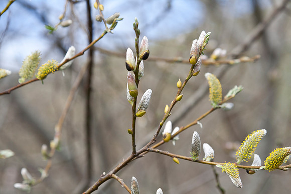 Willow Catkins