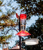 Male House Finch at home