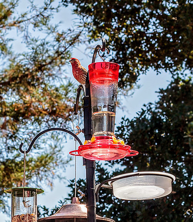Male House Finch at home