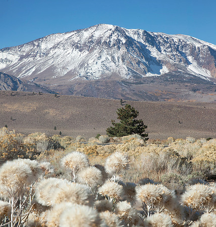 rabbitbush&mountain_dev