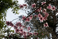 IMG_0662_dev