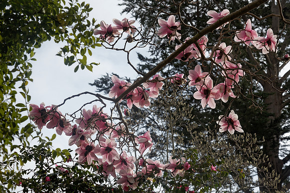 IMG_0662_dev