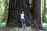 Eva and Redwood