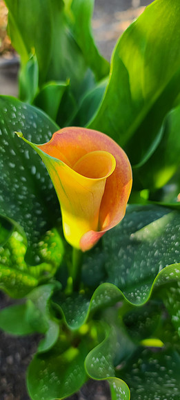 Calla Lily