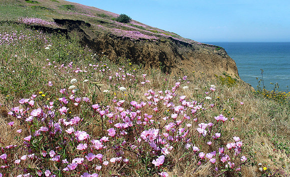 Clarkia Mori Point