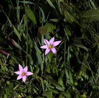 Blue Eyed Grass Sisyrinchium bellum