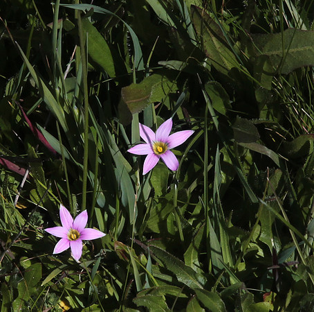 Blue Eyed Grass Sisyrinchium bellum