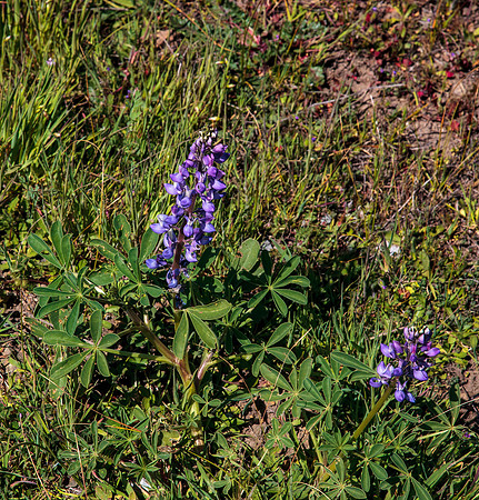 Lupins
