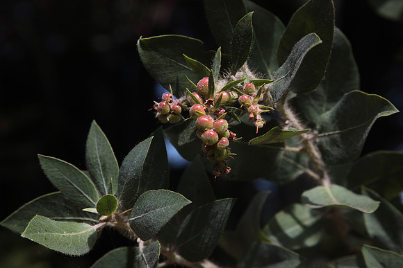 Manzanita Berries