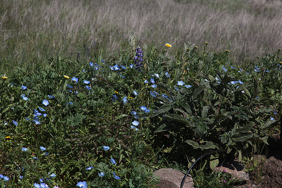 Baby Blue Eyes Nemophila menziesii