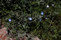 Baby Blue Eyes Nemophila menziesii