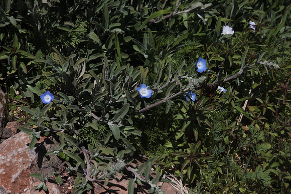 Baby Blue Eyes Nemophila menziesii