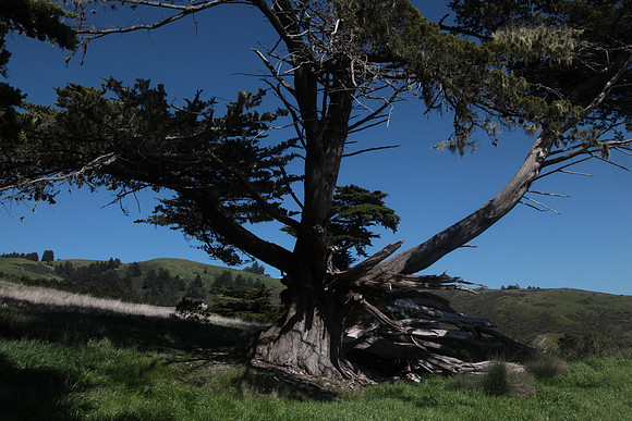 The reason  Monterey cypress don't work up here
