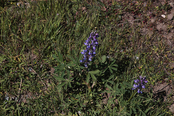 Blue Lupines: Lupinus succulentus
