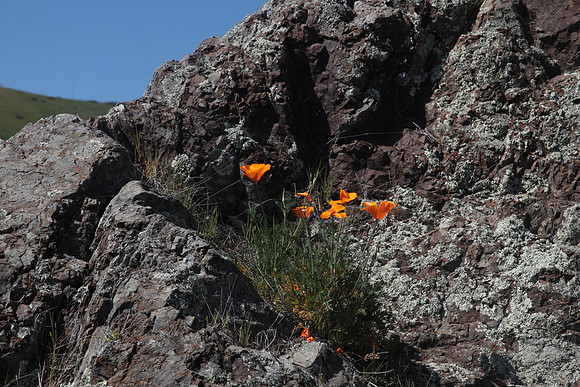 California Poppies