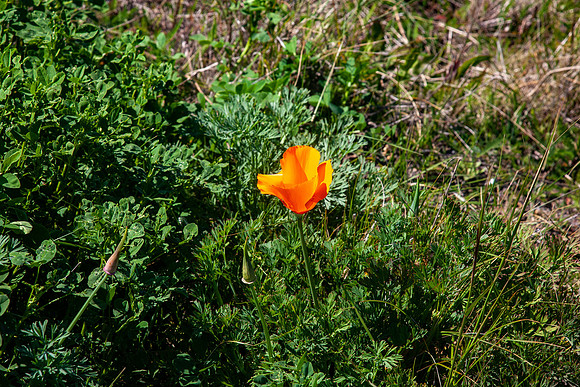 California Poppy