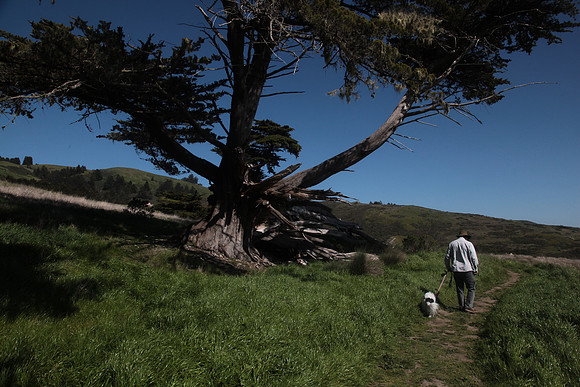 Park trail next to the Russian River