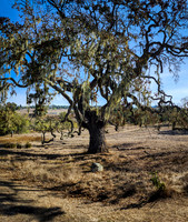 Old Live Oak Crain Creek