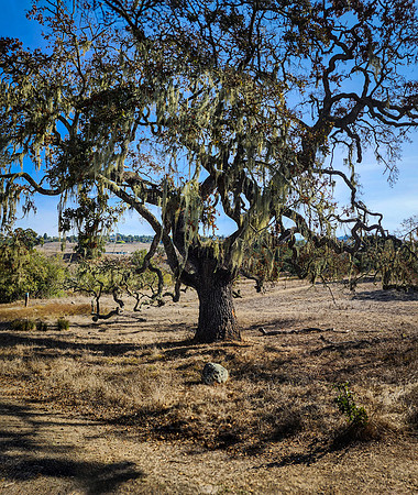 Old Live Oak Crain Creek