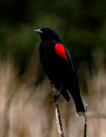 Redwing Blackbird