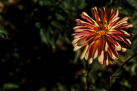 IMG_7458_1