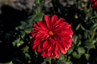 IMG_7463