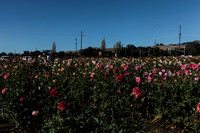 Aztec Dahlias, Petaluma,CA IMG_7472