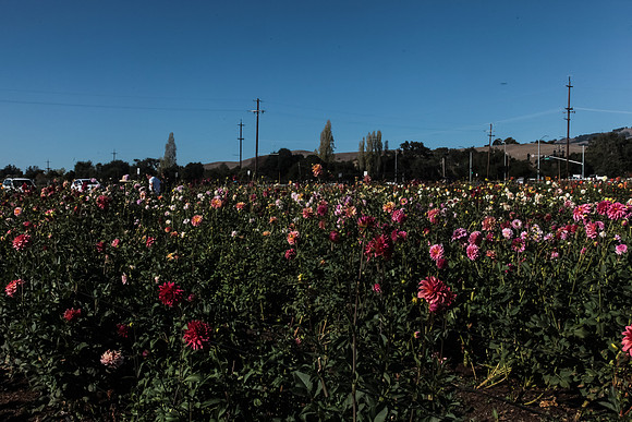 Aztec Dahlias, Petaluma,CA IMG_7472