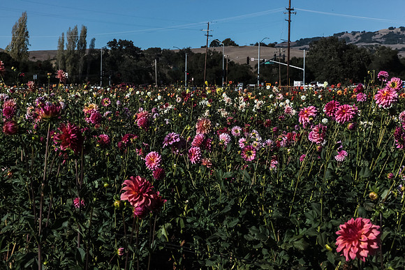 Aztec Dahlias, Petaluma,CA IMG_7473