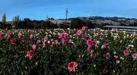 Aztec Dahlias, Petaluma,CA