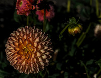 IMG_7469_1-Edit