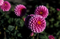IMG_7471-Edit