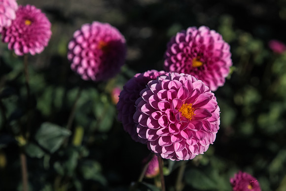 IMG_7471-Edit