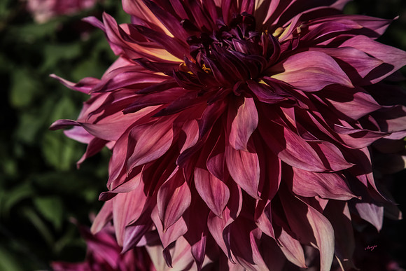 IMG_7480-Edit