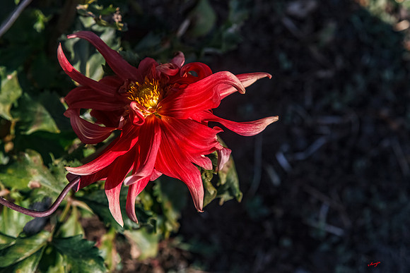 IMG_7462_1-Edit