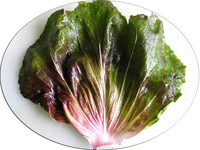 An other side of Radicchio