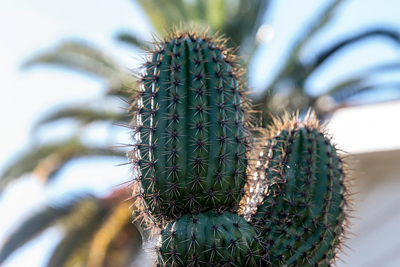 Cacti