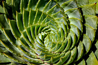 Nature's Fractals, Spiral Aloe