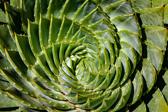 Nature's Fractals, Spiral Aloe