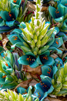 PUYA-BERTERONIANA Chili