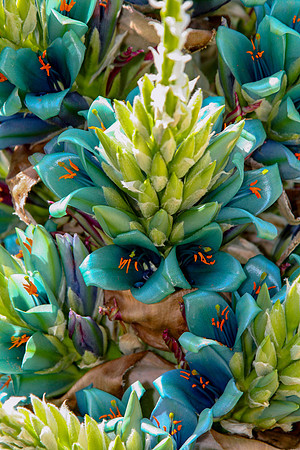 PUYA-BERTERONIANA Chili