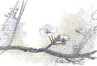 spring plum in pencil